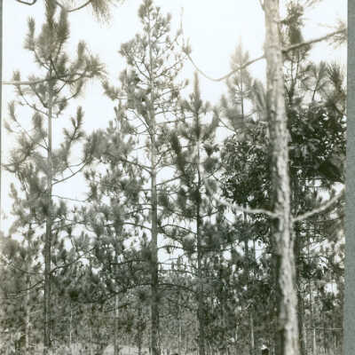Longleaf Pine: Page 3