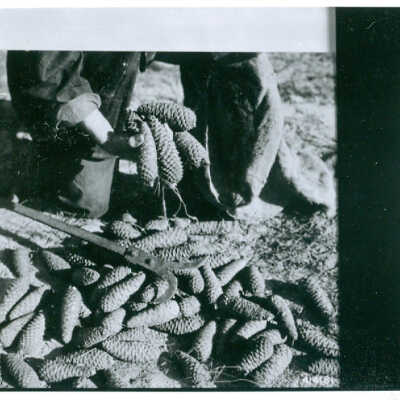 Longleaf Pine cones: Page 7