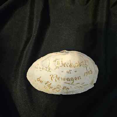Newagen Souvenir Shell