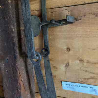 Animal Trap