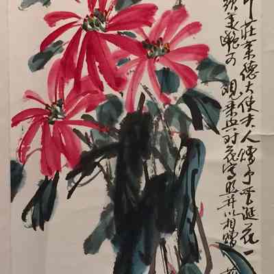 Poinsetta