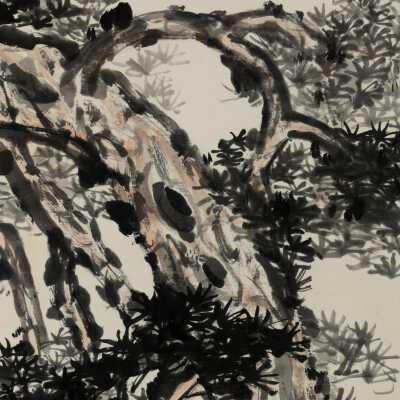 Old Pine Tree