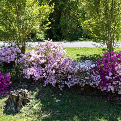 2014 Abita Springs Park Azaleas