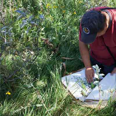 Alexey Shipunov, Botanist, Collecting Specimens on Davis Prairie, August 2011