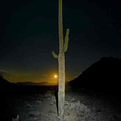 Saguaro Lit by Headlamp with Moon