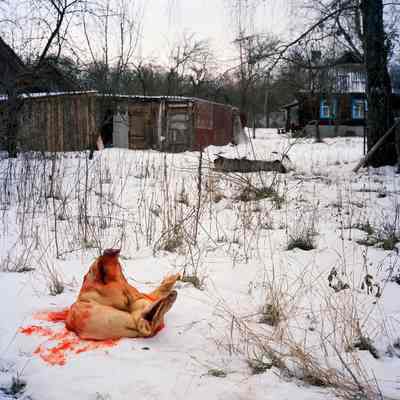 Hanna Zarotnya's Pig