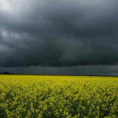 Storm over Canola Field, Near Starkweather North Dakota