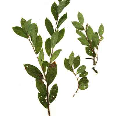 Pussy Willow (collected in 2011 by Alexey Shipunov on Scott Davis’ ranch)