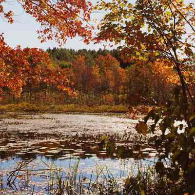 Pond, foliage, Worchester Co., Massachusetts