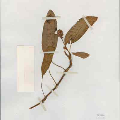 Water Knotweed