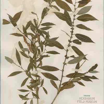 Yellow Willow