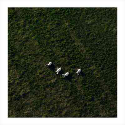Scott Davis’s Appaloosas Resting in His Pasture, May 2012