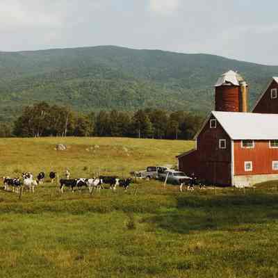 Dairy farm and pastures, Hwy 26, so. of Colebrook, Coos Co., New Hampshire