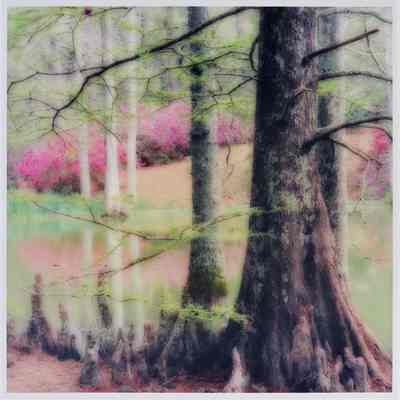 Zemurray Gardens, Louisiana