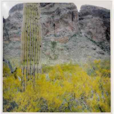 Organ Pipe Cactus National Monument, Arizona