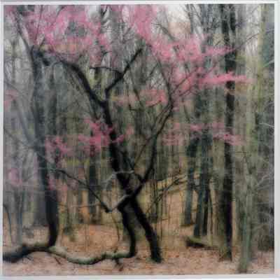 Bernheim Arboretum, Kentucky