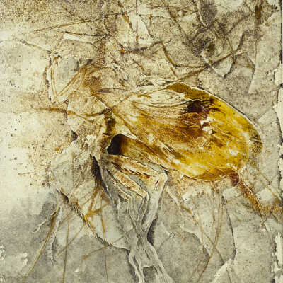 Fly in Amber