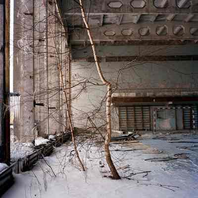 Tree in Room