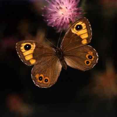 Parnassius