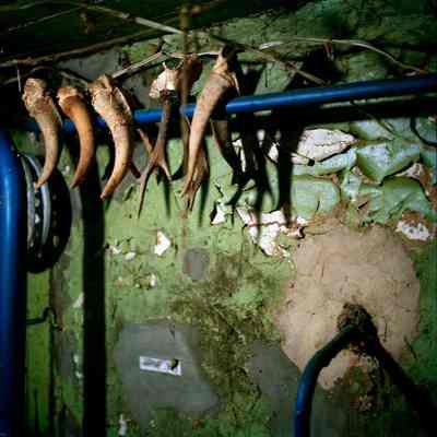 Deer Horns in the Shed of Galina Konyushok's House