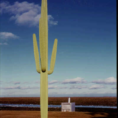 Wooden Cactus at Sunset. Henry French's Farm. Cashel, ND. 2/22/81