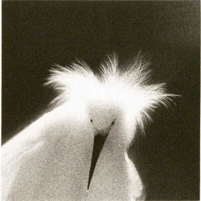 Snowy Egret, Egretta thula Lake Martin, Breaux Bridge, Louisiana