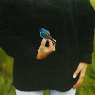 Indigo Bunting