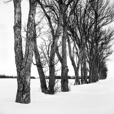 Single Row Green Ash Field Shelterbelt. The Trees Have Been Trimmed To A Density That Allows The Wind To Spread Snow Evenly On The Field Avoiding Uneven Moisture IM The Spring. The Bark Of The Front Tree Shows Damage From Farm machinery.