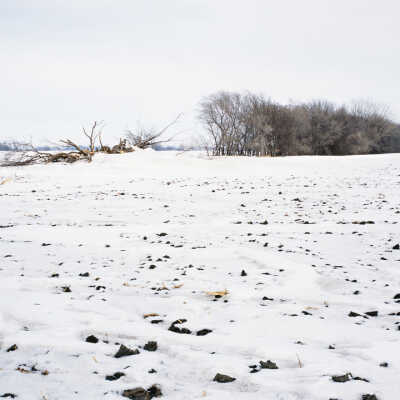 Trees Removed From Shelterbelt, Near Thompson, ND 2004