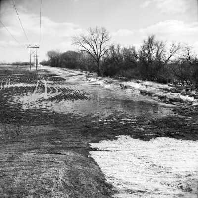 A Dense Shelterbelt That Has Caught Snow During The Winter, Causing Uneven Moisture In The fFeld And A Problem For The Farmer. March 2002
