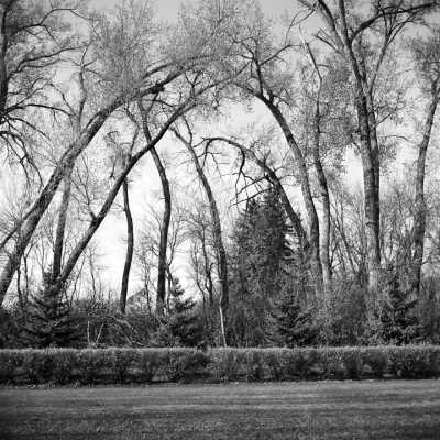 Farmstead Shelterbelt In Early Spring, Cottonwoods Starting To Leaf Out. Tall Mature Spruce In Background, Carefully Trimmed Hedge In Foreground, April, 2000