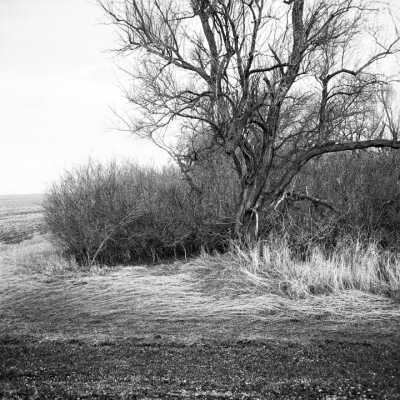 Siberian Elm And Shrubs. Siberian Elms (Umlus Pumila) Were Imported In The 1890's To Plant In Salty Ground Where Other Trees Would Not Grow. April 2000