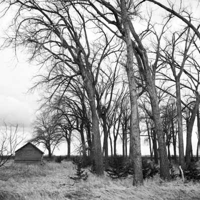 Volunteer Red Cedars Growing In Old Cottonwood Shelterbelt. Red Cedars Are Native To Western North Dakota, And Were Sold In The Red River Valley For Shelterbelt Use. Near Kragness County Minnesota. April 2000