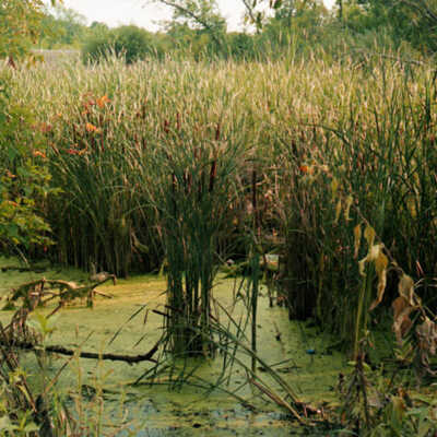 Spirit Lake, Tall Grasses, and Water, No People
