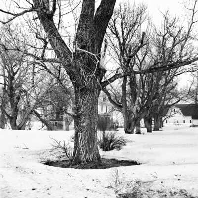 Old And Damaged Trees At Abandoned Farmstead, April,1997 (One Tree)