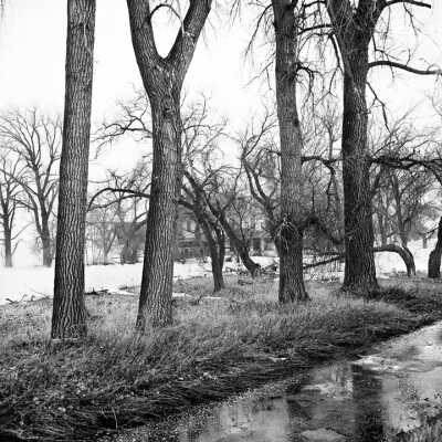 Old And Damaged Trees At Abandoned Farmstead, April, 1997 (4 Trees)