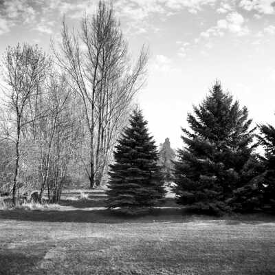 Spruce And Poplar Trees In Farmstead Shelterbelt. Grain Elevator In Background Near Sabin, Minnesota May 2000