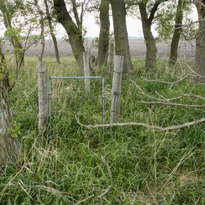 Wire Fence And Gate Surround Graves At The Bradford Baptist Church Cemetery Site. The Church Existed From 1890 to 1900 But A Small Grove Of Trees Has Been Preserved Around These Groves. Bradford Township, Wilkin County, Minnesota May 2005