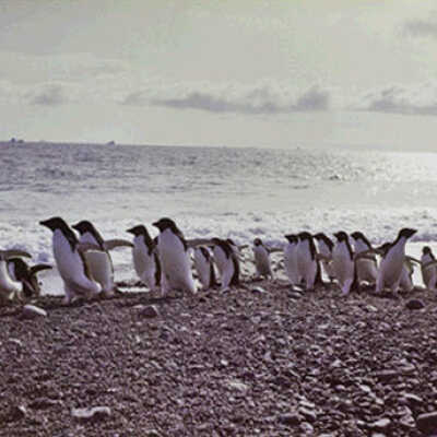 Adelie Penguin Colony, Cape Bird, Ross Island, Antarctica , Plate 84