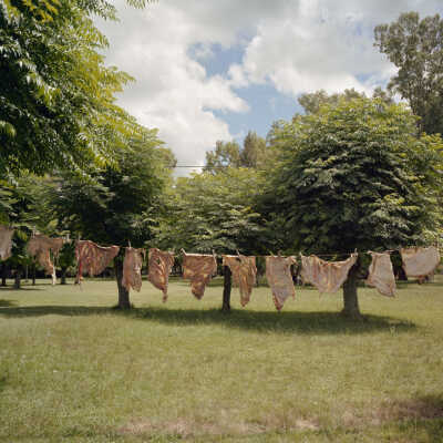 Sheep Stomachs on Clothesline