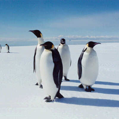 Emperor Penguins, Sea Edge Ice, McMurdo Sound Sea Ice Ross Sea, Antarctica Plate 85