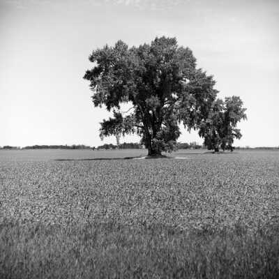 Huge Old Cottonwoods Can Act As Landmarks, Seen From Mile
Away. These Could Be The Last Of A Shelterbelt Or Volunteers Along A Property Line. June 2002