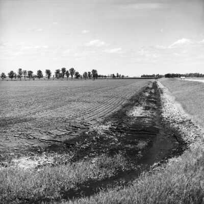 Water Erosion Of Soil Still Occurs On Flat Land. Background: Sparse Ash Shelterbelt Spread Out And Trimmed Up To Spread Snow eEenly. June 2002