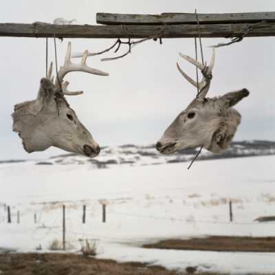 Anna's Deer Heads, Crow Hill, Spirit Lake, North Dakota