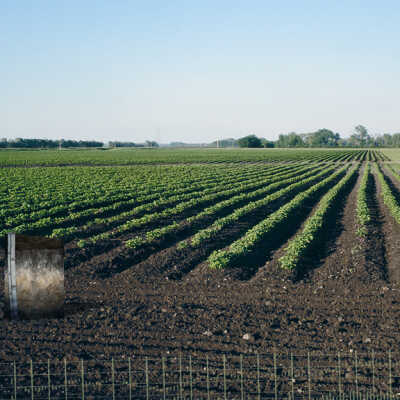 Livelihood 4 2005