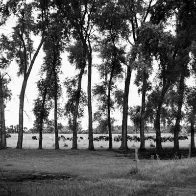 Single Row Cottonwood Shelterbelt Using Land For Cattle Means The Soil Is Somewhat Less Suited For Raising Crops. Wilken County Road 30, Between Wolverton and Lawnsdale. June 2002