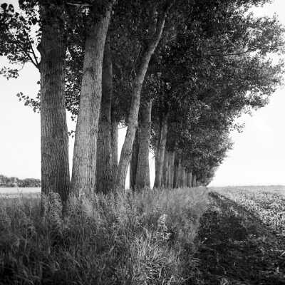 Single Row Cottonwood Shelterbelt. The Cottonwood (Pupulus Deltoides) Is Native To Red River Valley And Grows Tall And Fast. Wilkin County, Minnesota 1996