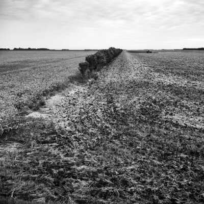 Green Ash Shelterbelt Pruned Short. Wheatfield Being Chisel Plowed After Harvest. Near Highway 75 South of Moorhead, Minnesota, September 2000