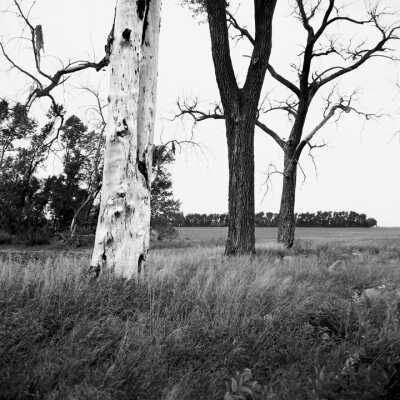 Foreground; Dead Cottonwoods. Background: Old Multi-row Shelterbelt Near Grand Forks, North Dakota. September, 2000