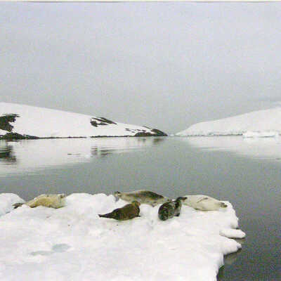 Basking Seals, Floe, Ferguson Passage off the Antarctic Peninsula